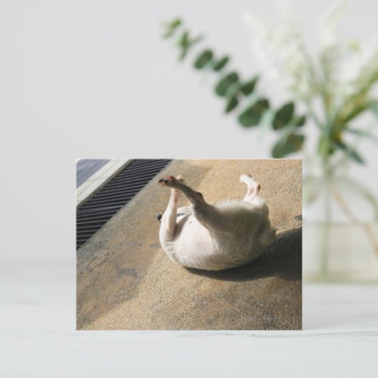 犬が床に横たわっている ポストカード (スタンド正面)