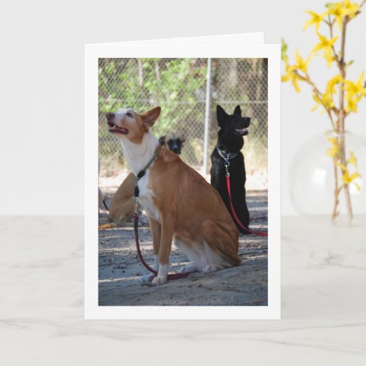 犬が庭に座る カード (黄色い花)