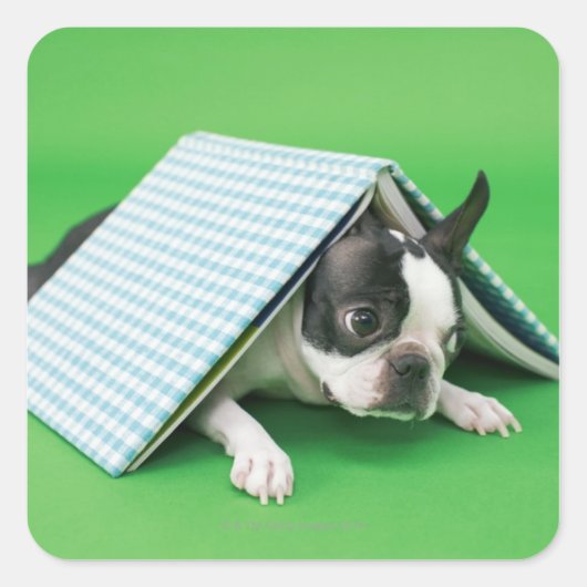 犬が本の下に横たわっている スクエアシール (正面)