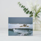 犬が氷、エレスミア島、ノースウェスト・ターを旅行 ポストカード (スタンド正面)