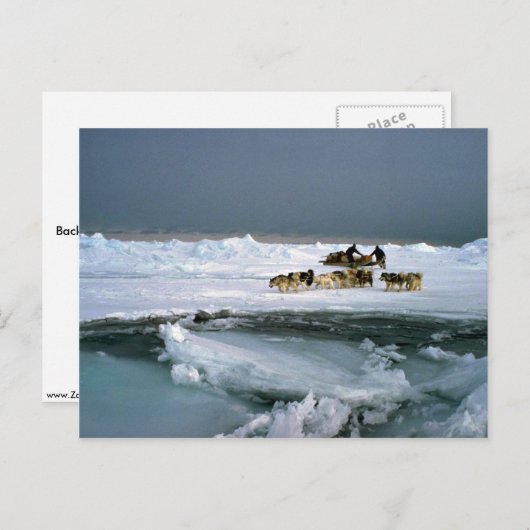 犬が氷、エレスミア島、ノースウェスト・ターを旅行 ポストカード (正面/裏面)