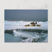 犬が氷、エレスミア島、ノースウェスト・ターを旅行 ポストカード (正面)