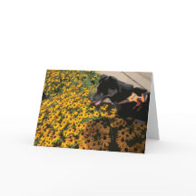 犬が花を見て黒い目スーザンデイジー