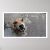 犬が見上げる ポスター (正面)