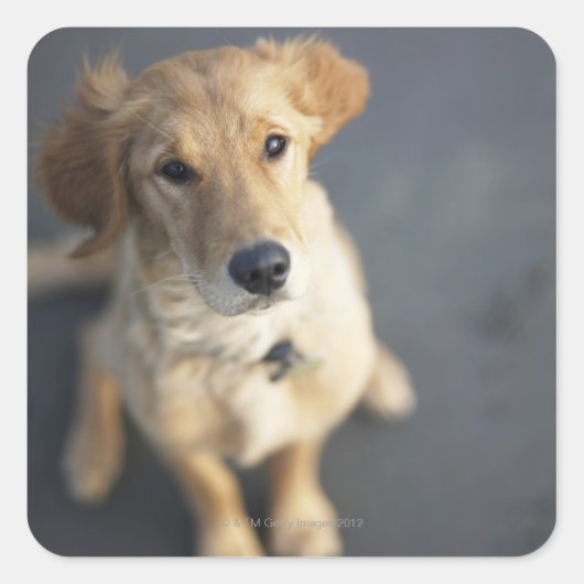 犬が見上げ、クローズアップ スクエアシール (正面)