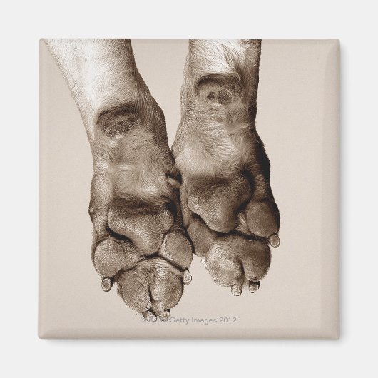 犬が足を踏む マグネット (正面)