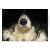 犬が近づく (正面横)