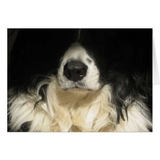 犬が近づく (正面横)