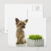 犬が近所の庭を嗅いでいる ポストカード (正面/裏面)