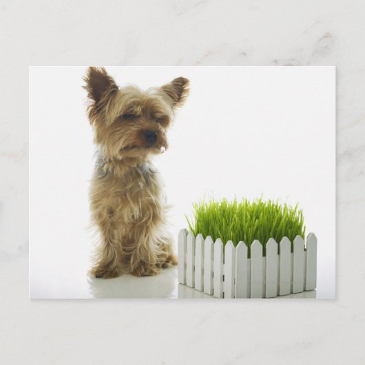 犬が近所の庭を嗅いでいる ポストカード (正面)