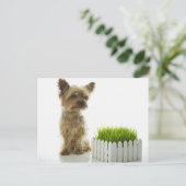 犬が近所の庭を嗅いでいる ポストカード (スタンド正面)