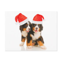 犬が過去の出来事をメリー願う