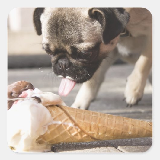 犬が食べ歩道からアイスクリームを食べる スクエアシール (正面)