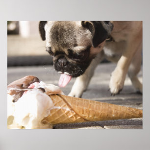 犬が食べ歩道からアイスクリームを食べる ポスター