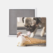 犬が食べ歩道からアイスクリームを食べる マグネット (正面/裏面)