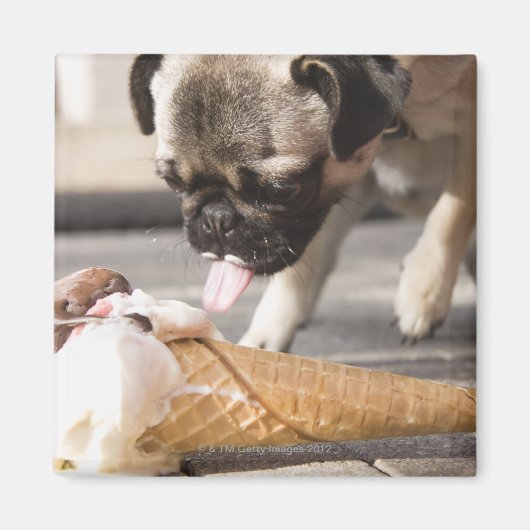 犬が食べ歩道からアイスクリームを食べる マグネット (正面)