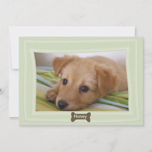 犬が骨与えの写真を撮ったペットの告知 案内状 (正面)