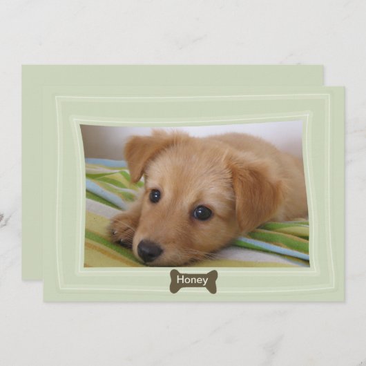 犬が骨与えの写真を撮ったペットの告知 案内状 (正面/裏面)