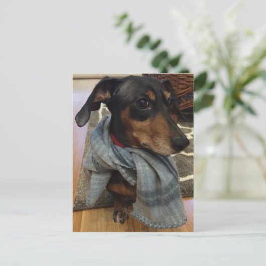 犬すごい! ポストカード (スタンド正面)