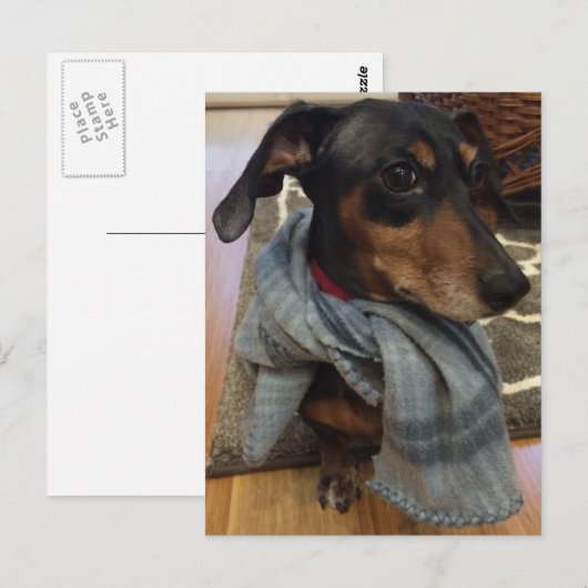 犬すごい! ポストカード (正面/裏面)