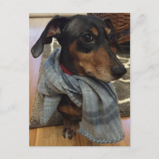 犬すごい! ポストカード