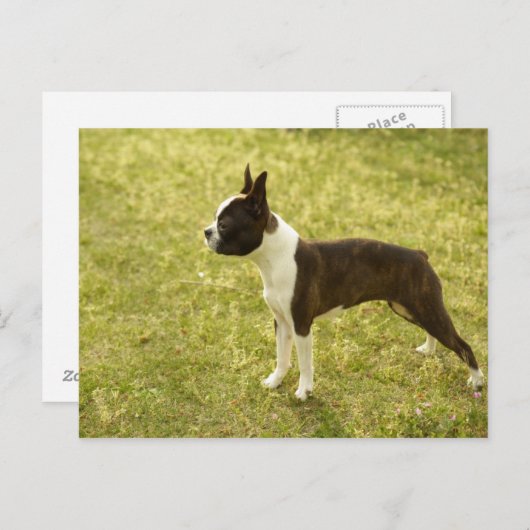 犬たち ポストカード (正面/裏面)