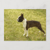 犬たち ポストカード (正面)