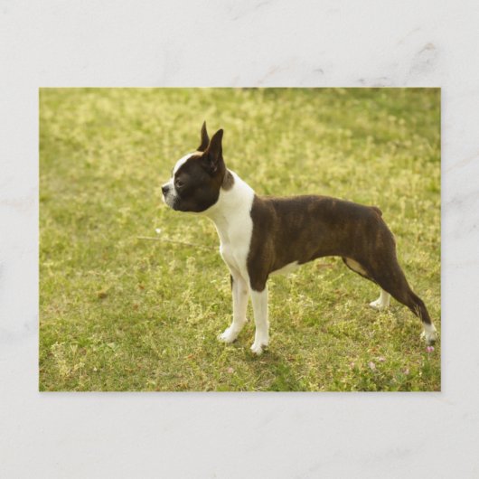 犬たち ポストカード (正面)