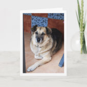 犬とタイルの肖像 カード (正面)