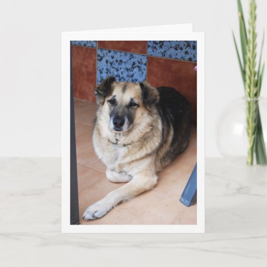 犬とタイルの肖像 カード (正面)