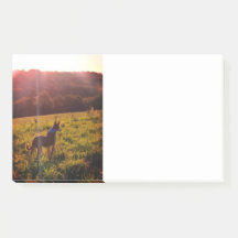 犬と日の出の景色