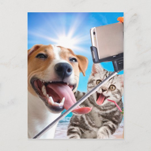 犬と猫が携帯電話で自撮った ポストカード (正面)