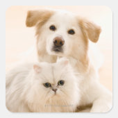 犬と猫のスタジオショット スクエアシール (正面)