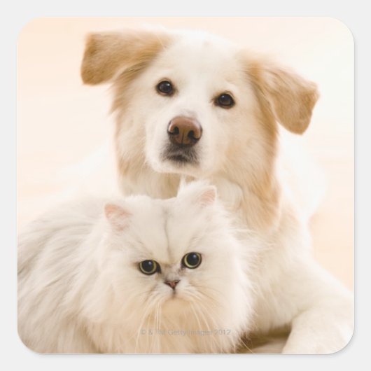 犬と猫のスタジオショット スクエアシール (正面)