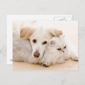 犬と猫のスタジオショット ポストカード (正面/裏面)
