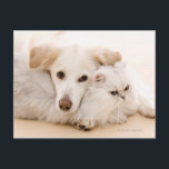 犬と猫のスタジオショット ポストカード<br><div class="desc">動物 – >猫</div>