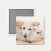 犬と猫のスタジオショット マグネット (正面/裏面)