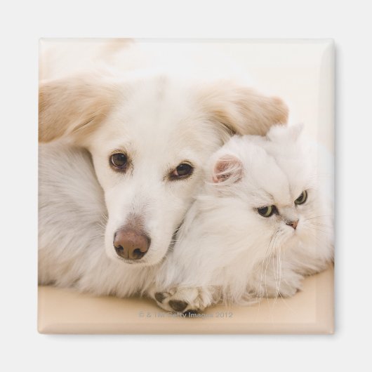 犬と猫のスタジオショット マグネット (正面)