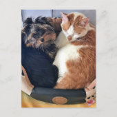 犬と猫のポストクロッシング葉書 ポストカード (正面)