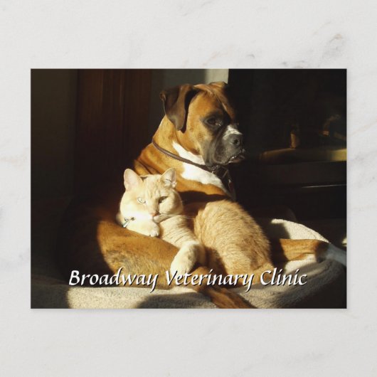 犬と猫の獣医アポイントメント葉書 ポストカード (正面)