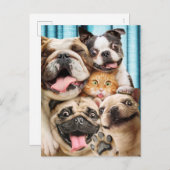 犬と猫グループの写真 インビテーションポストカード (正面/裏面)