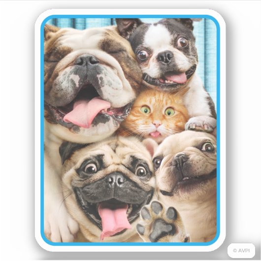 犬と猫グループの写真 シール (正面)