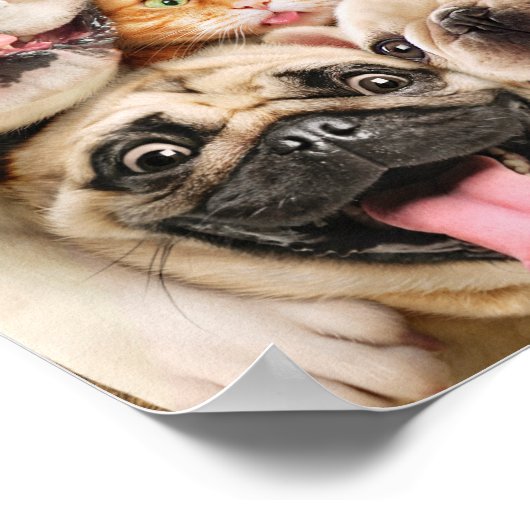 犬と猫グループの写真 ポスター (角)