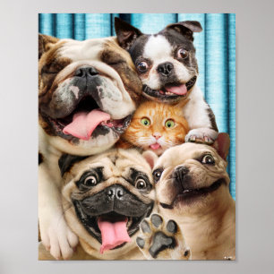 犬と猫グループの写真 ポスター
