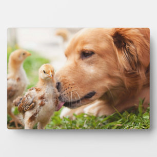 犬と雛 フォトプラーク