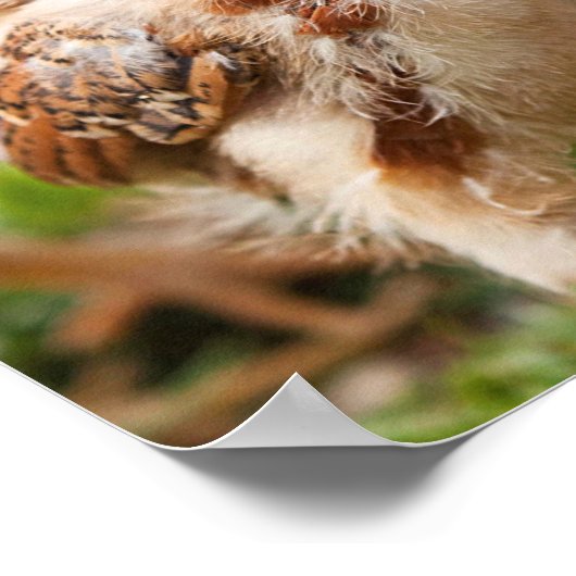 犬と雛 ポスター (角)