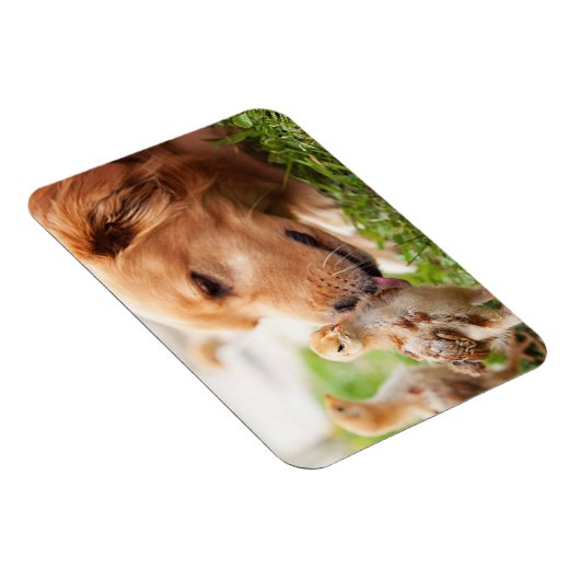 犬と雛 マグネット (右側)