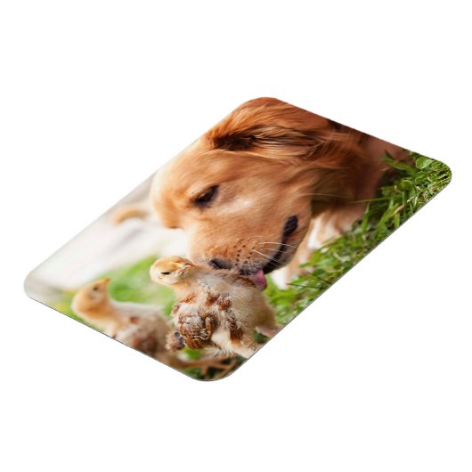 犬と雛 マグネット (左側)