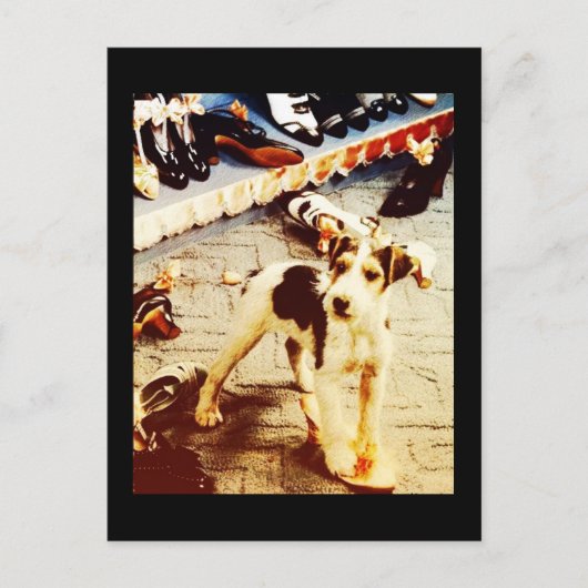 犬と靴 ポストカード (正面)