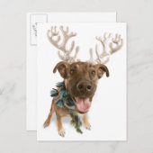 犬と〔雄ジカの〕枝角 ポストカード (正面/裏面)